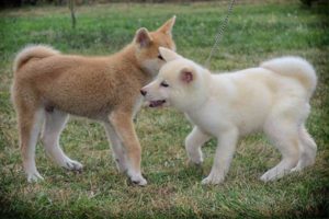 Akita Inu, stenci Slika 2