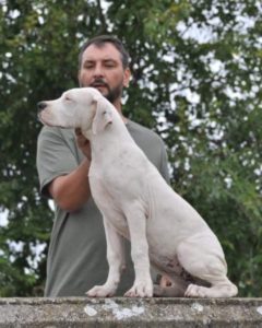 Dogo argentino, žensko štene Slika 1