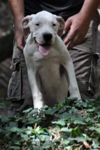 Dogo argentino, žensko štene Slika 2