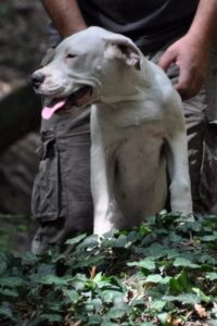 Dogo argentino, žensko štene Slika 3