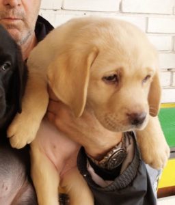 Labrador retriver, vrhunsko leglo Slika 10