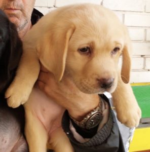 Labrador retriver, vrhunsko leglo Slika 2