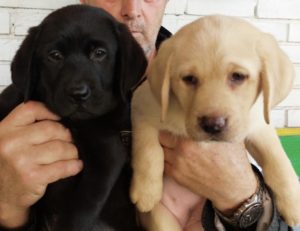 Labrador retriver, vrhunsko leglo Slika 3