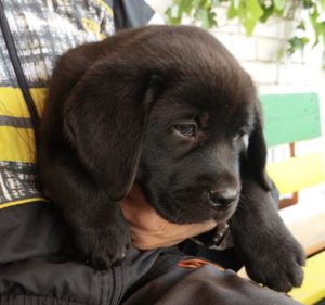 Labrador retriver, vrhunsko leglo Slika 4