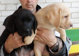 Labrador retriver, vrhunsko leglo Slika 5