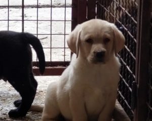 Labrador retriver, vrhunsko leglo Slika 6