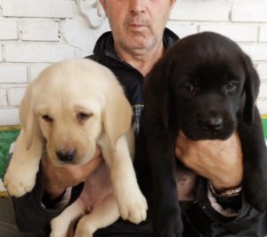 Labrador retriver, vrhunsko leglo Slika 7