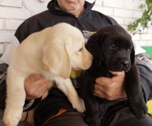 Labrador retriver, vrhunsko leglo Slika 8