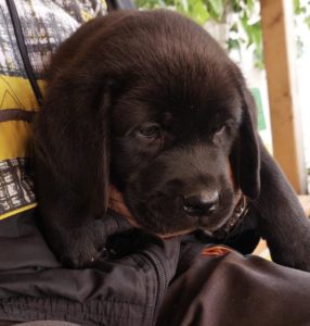 Labrador retriver, vrhunsko leglo Slika 9