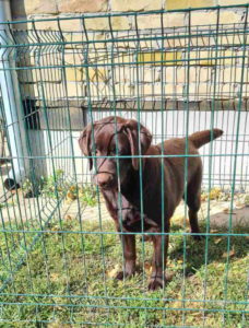 LABRADOR RETRIVERI cokoladni Slika 2