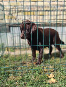 LABRADOR RETRIVERI cokoladni Slika 3