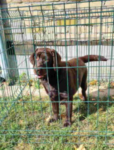 LABRADOR RETRIVERI cokoladni Slika 4