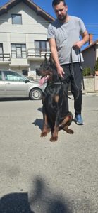 Doberman,mužijak dostupan za parenje Slika 2