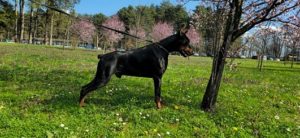 Doberman,mužijak dostupan za parenje Slika 3