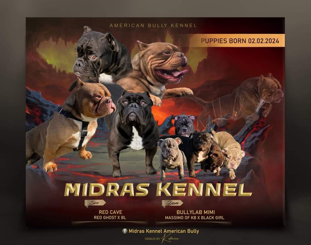 American bully "MIDRAS KENNEL" 1-33