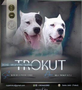 Dogo Argentino, štenci Slika 1