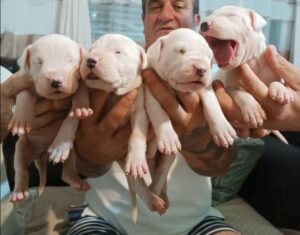 Dogo Argentino, štenci Slika 2