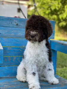 Na prodaju novo leglo LAGOTTO ROMANGOLO Slika 2