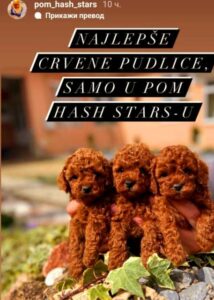 Toy i Teddy Bear Pudle Slika 4