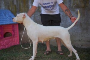 Dogo Argentino zenka Slika 1