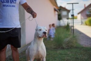 Dogo Argentino zenka Slika 2