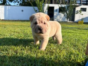 Shar pei – šar pej stenci Slika 2