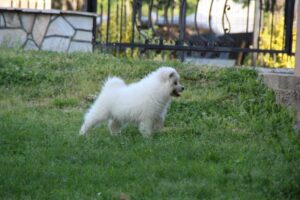 Samojed štenci Slika 5