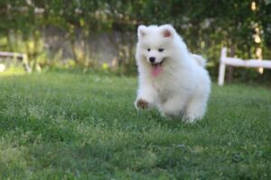 Samojed štenci Slika 8