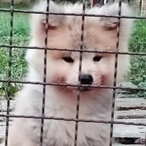 Akita Inu štenci Slika 3