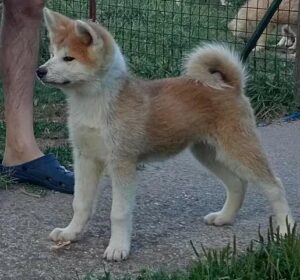 Akita Inu štenci Slika 4