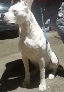 Na prodaju štenci Dogo Argentino Slika 3